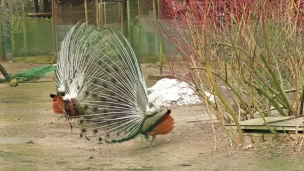 Verde pavo real azul — Vídeo de stock