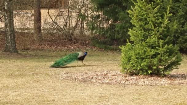 Verde pavo real azul — Vídeos de Stock