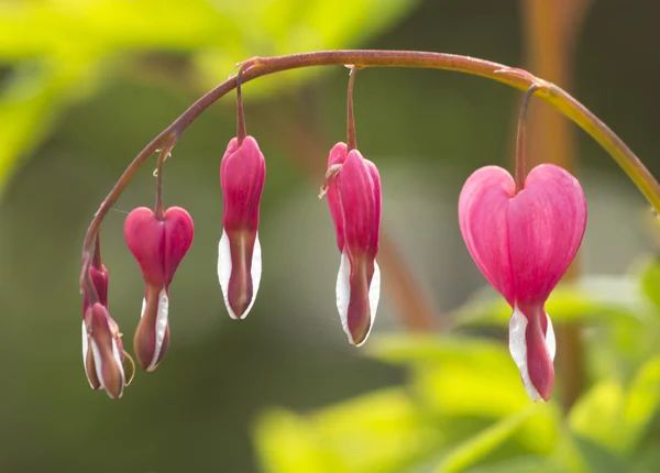 Rosa blomma hjärta — Stockfoto