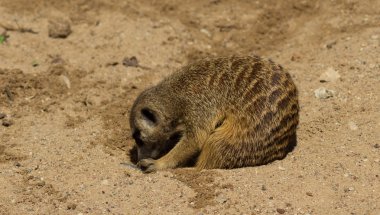 Fundalıklardır kum üzerinde