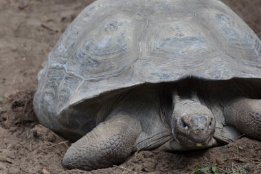Büyük gri kaplumbağa