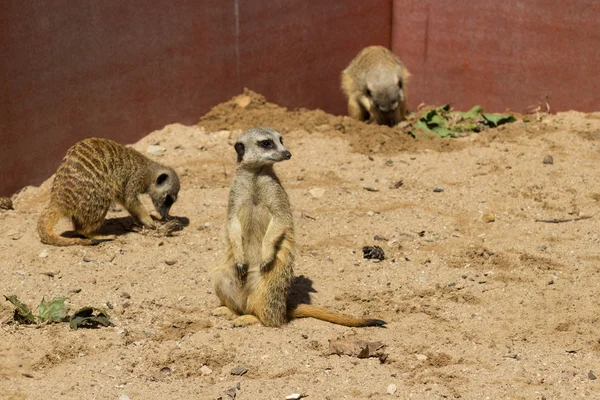 Meerkats em areia — Fotografia de Stock