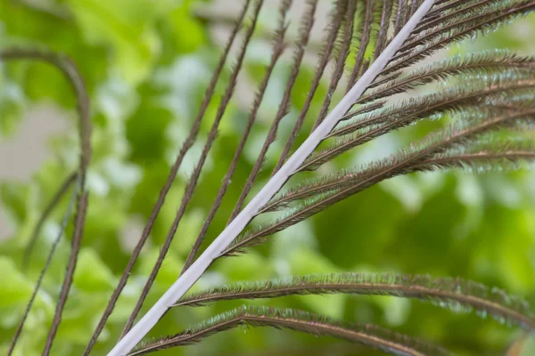 Folhas de plantas verdes — Fotografia de Stock