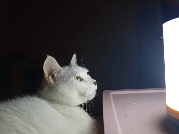 White Kitty Yellow Mustard Eyes Watching Light Lamp Dark — Stock Photo, Image