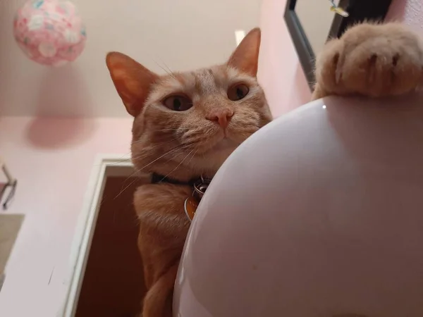 Gato Sobre Lavabo Baño Observando Suelo Mostrando Las Garras — Foto de Stock