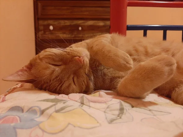 橙肥猫睡着了 — 图库照片