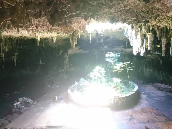 Stalactites Plantes Illuminées Par Lumière Soleil Intérieur Cenote Merida Yucatan — Photo