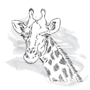 Zürafa vektör. Zürafa vektör.