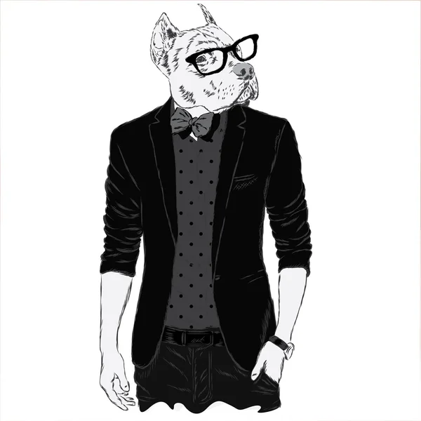 Pitbull hipster dans une veste et des lunettes de soleil. Illustration vectorielle. L'impression sur la couverture, les vêtements ou la carte  . — Image vectorielle