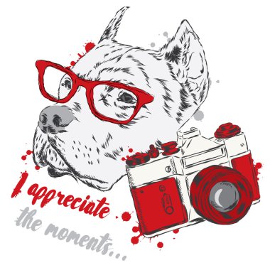 Pit bull ile bir fotoğraf makinesi. Köpek vektör. Hippi. Fotoğrafçı.