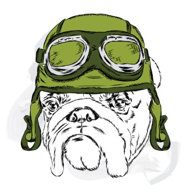 Bulldog kask giyiyor. Yarışçı. Pilot. Vektör çizim tebrik kartı, poster ya da giyim üzerine baskı için.