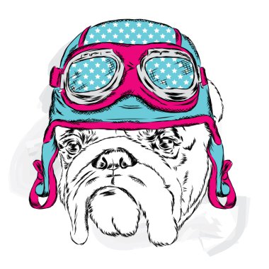Bulldog kask giyiyor. Yarışçı. Pilot. Vektör çizim tebrik kartı, poster ya da giyim üzerine baskı için.