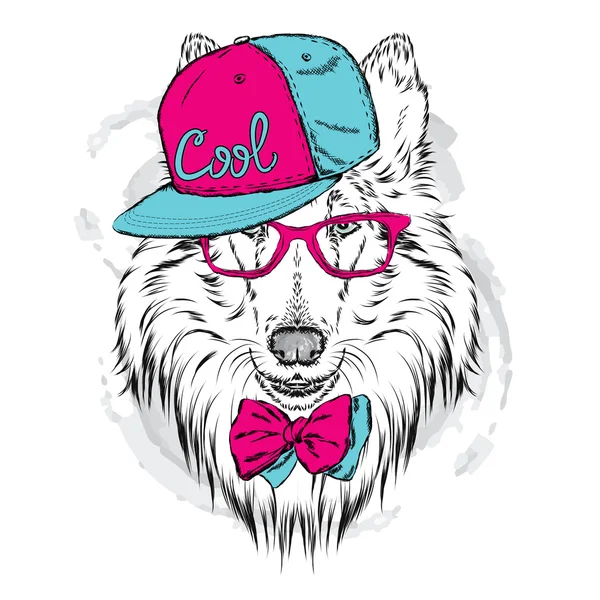 Collie con cappello e occhiali da sole. Illustrazione vettoriale . — Vettoriale Stock