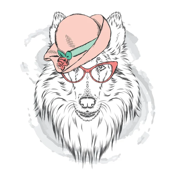 Collie con sombrero de mujer y gafas de sol. Ilustración vectorial . — Vector de stock