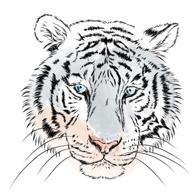 Vektör kaplanı. Suluboya. Tebrik kartı, poster veya giysilere baskı için vektör çizimi.