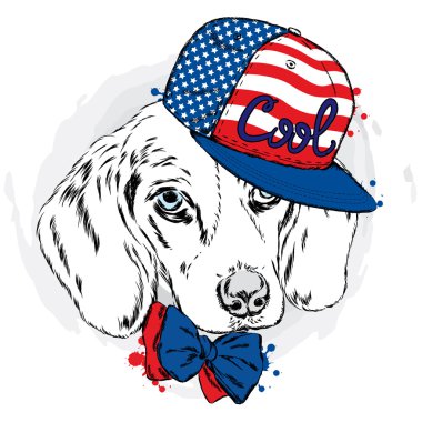 Güzel köpek kap ve gözlük. Şirin köpek yavrusu.