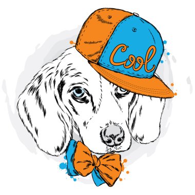 Güzel köpek kap ve gözlük. Şirin köpek yavrusu.