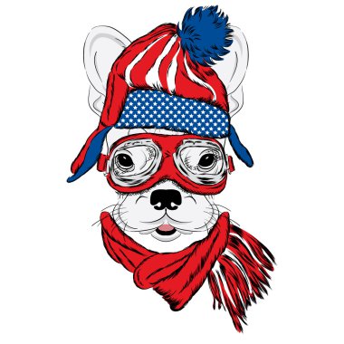 Bir şapka ve atkı bulldog.