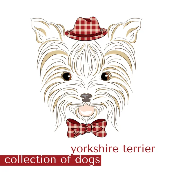 Sammlung reinrassiger Hunde im Vektor. yorkshire terrier. Junge. — Stockvektor