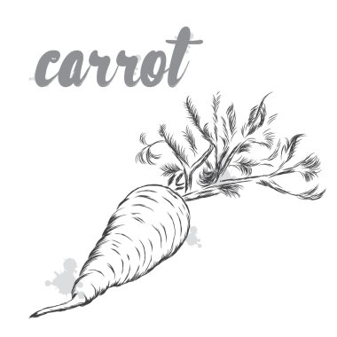 Vektör sebzeleri. Gıda. Stok yemek. Havuç.