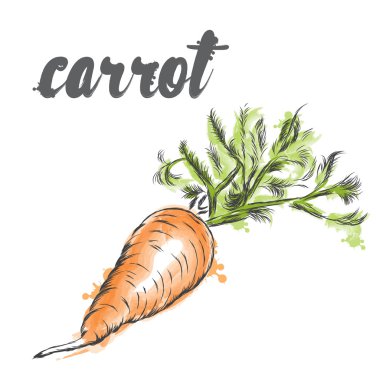 Vektör sebzeleri. Gıda. Stok yemek. Havuç.