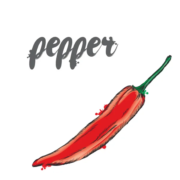 Chilischoten. Paprika. Vektorpflanze. — Stockvektor