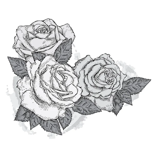 Piękne róże vintage. Ilustracja wektorowa dla karty, plakatu lub drukowanie. — Wektor stockowy
