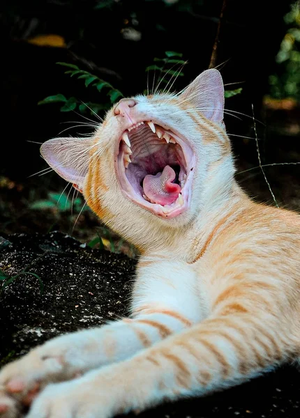 Kedinin ağzı. Nefes nefese kalmak genellikle kedinizde bir şeylerin ters gittiğinin işaretidir. Kediler sadece çok stresli ve çok sıcak olduklarında ya da bir hastalık süreci oluştuğunda zor nefes alırlar..
