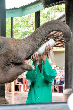 Pinnawala filleri yetimhanesinde bebek bir file süt veriyor, Srilanka.