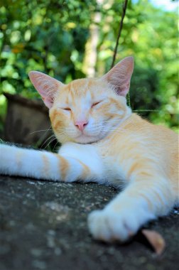 Görünüşte sarı kedi