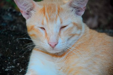 Görünüşte sarı kedi