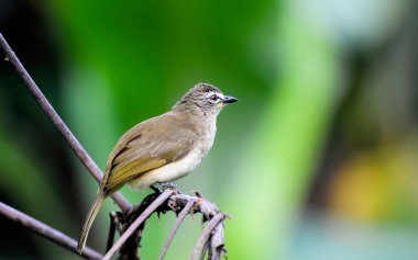 Portredeki kuş. Sri Lanka 'da güzel bir kuş