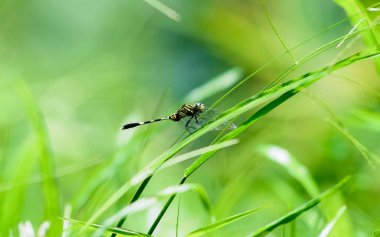 Yeşil arka planda ejderha sineği (banyo koora) 