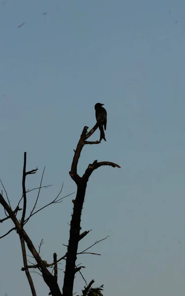 Oiseau Portrait Bel Oiseau Dans Sri Lanka — Photo