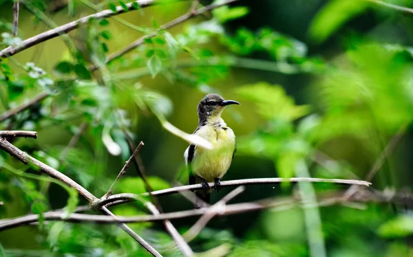 Uccello Ritratto Bellissimo Uccello Sri Lanka — Foto Stock
