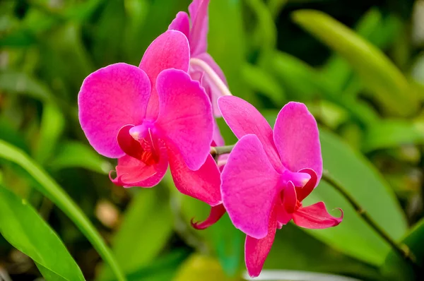 Doppio Fiore Orkid Rosa Giardino Botanico Peradeniya — Foto Stock