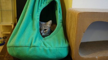 Uykulu kedi saklanıyor.