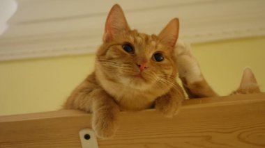 Kızıl kedi pusuda yatıyor.