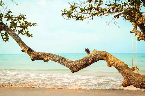 열 대 해변에 나무 트리 — 스톡 사진