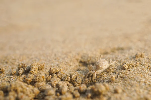 Привид краба на піщаному пляжі — стокове фото