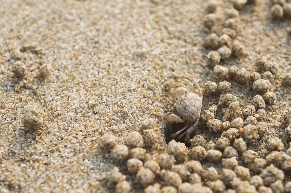 Ghost krab op zand strand — Stockfoto