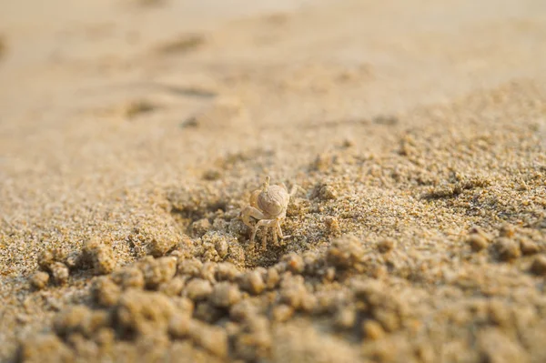 Ghost crab on sand beach — Stock Photo, Image