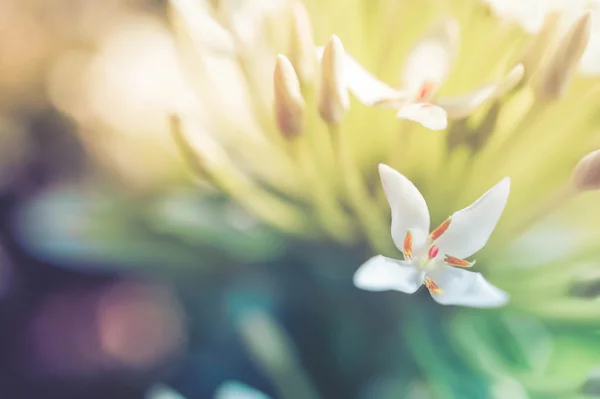 Ixora flores con efecto de color estilo — Foto de Stock