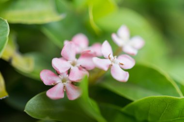 MahS çiçekler, MahS çiçekleri ile seçici odak noktası