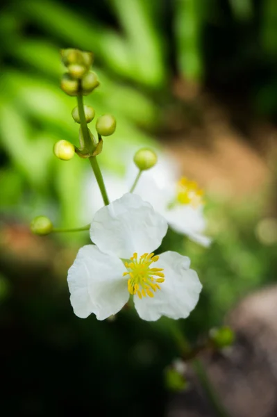 Flori albe de plante acvatice — Fotografie, imagine de stoc