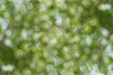 Astract yeşil bokeh arka plan