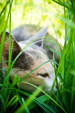 Uykulu kedi otu ile seçici odak noktası
