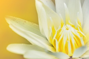 Güzel lotus çiçeği kadar kapatın