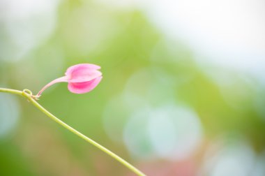 Mercan asma bitki ile arka plan bulanıklık
