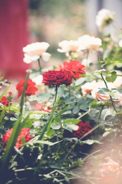 Çiçek açmış canlı kırmızı güller güneşli bir bahçede yumuşak beyaz güllerle çevrili. Romantik kavramlar için doğal ışık ve yeşil yapraklı zarif çiçek arkaplanı..